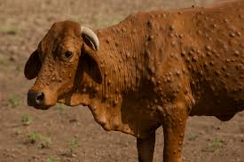Lumpy Skin Disease in India: Diagnostic Challenges, Differential Diagnoses, and Laboratory Confirmation 
